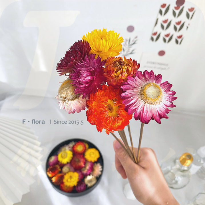 干花麦杆菊小雏菊  10朵/把   货号：TXH