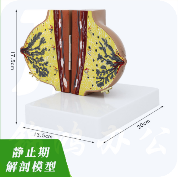 哺乳期乳房模型 单边静止期解剖乳房模型